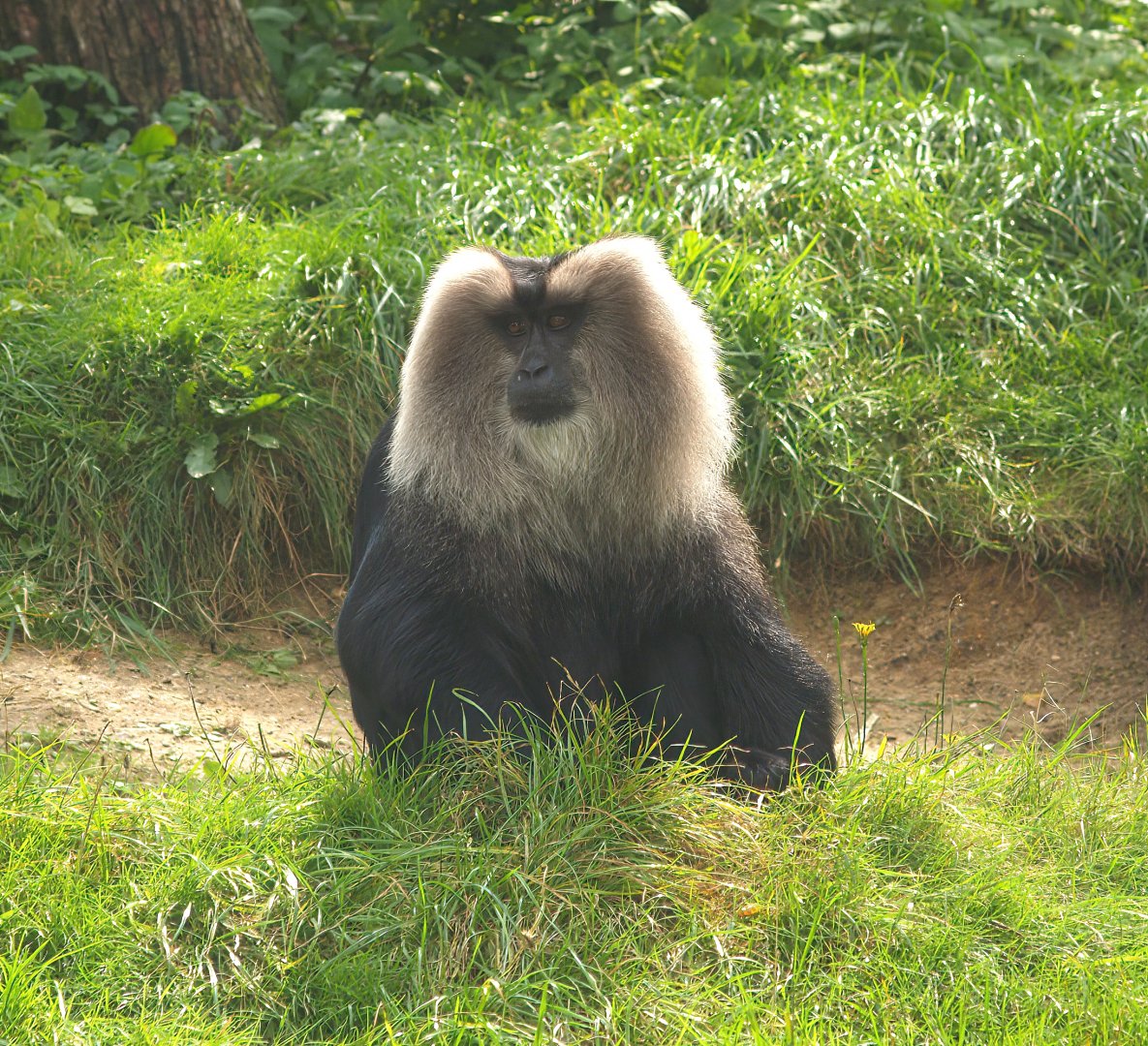 Lion-tailed macaque (Macaca silenus), 2007-09-16