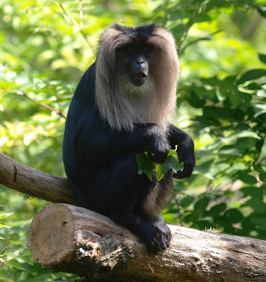 Lion-tailed macaque (Macaca silenus), 2015-08-01