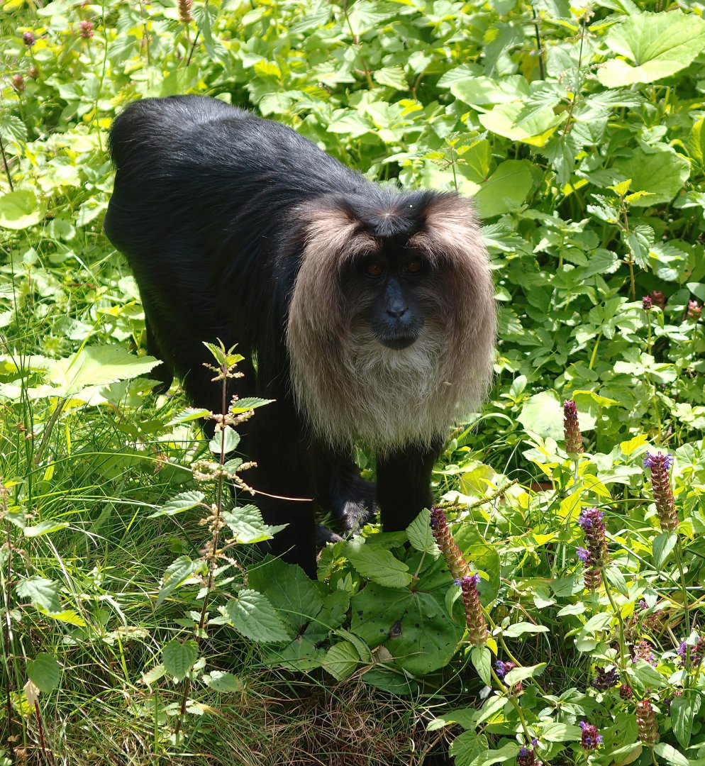 Lion-tailed macaque (Macaca silenus), 2015-08-01