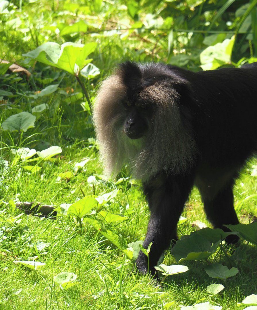 Lion-tailed macaque (Macaca silenus), 2024-06-30