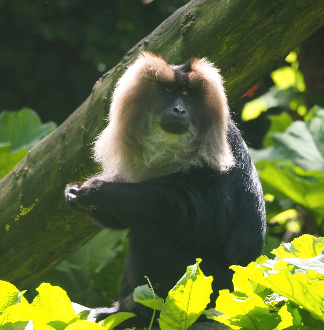 Lion-tailed macaque (Macaca silenus), 2024-06-30