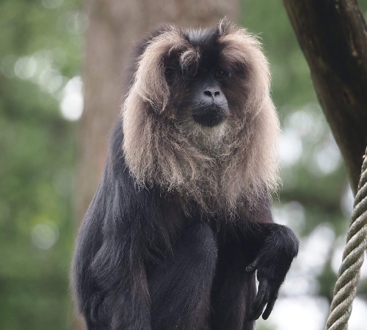 Lion-tailed macaque (Macaca silenus), 2024-08-18