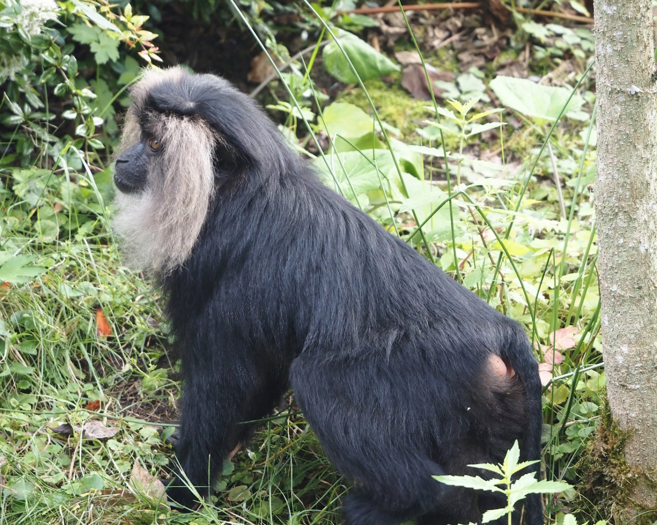 Lion-tailed macaque (Macaca silenus), 2024-08-18