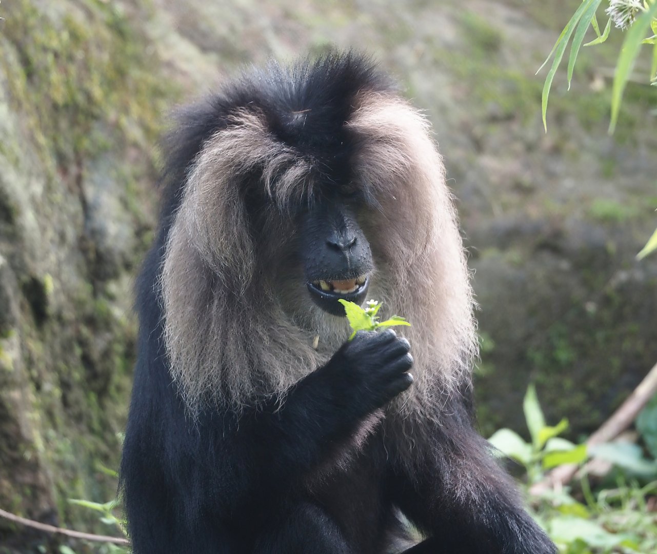 Lion-tailed macaque (Macaca silenus), 2024-08-18