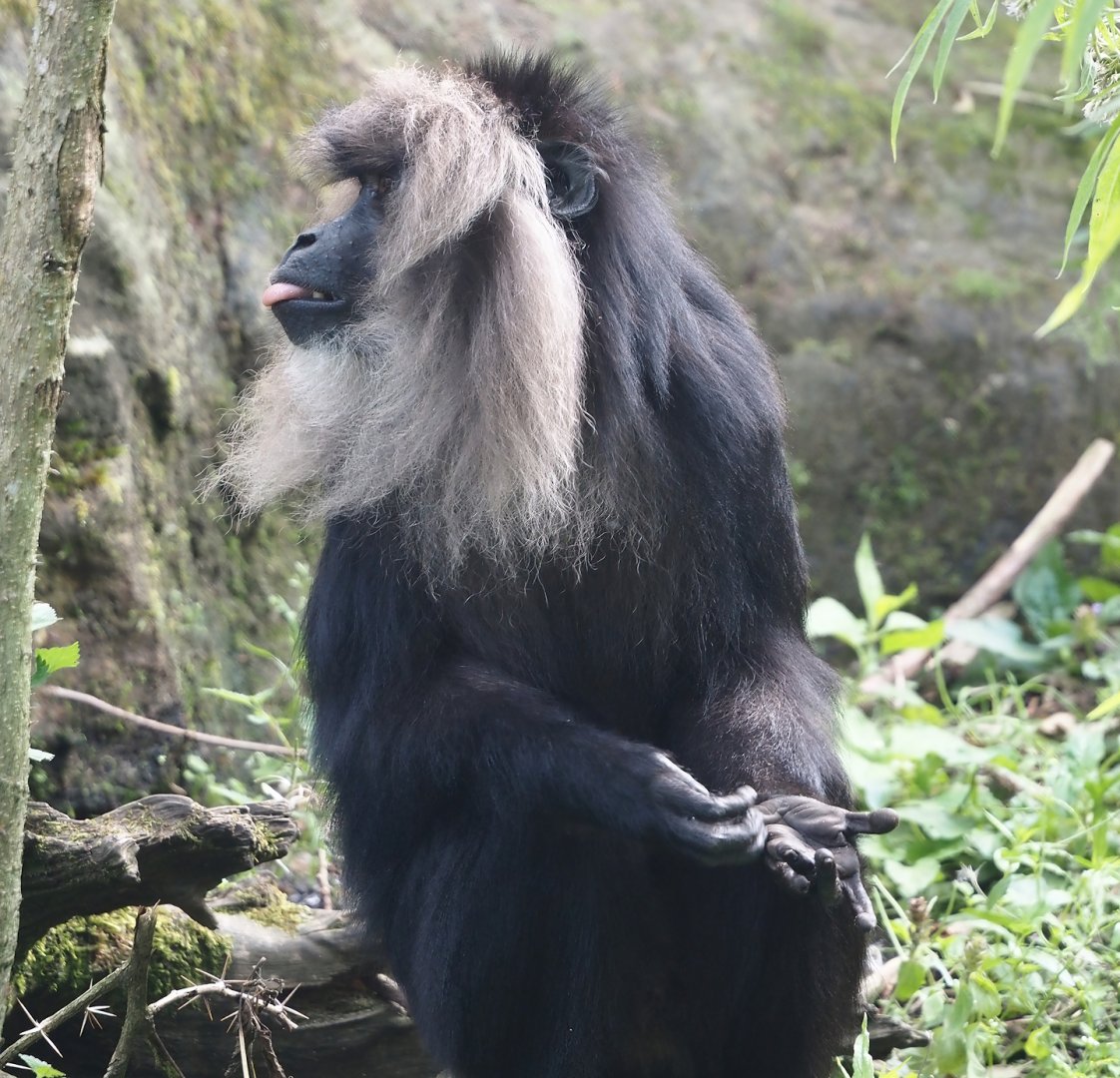 Lion-tailed macaque (Macaca silenus), 2024-08-18