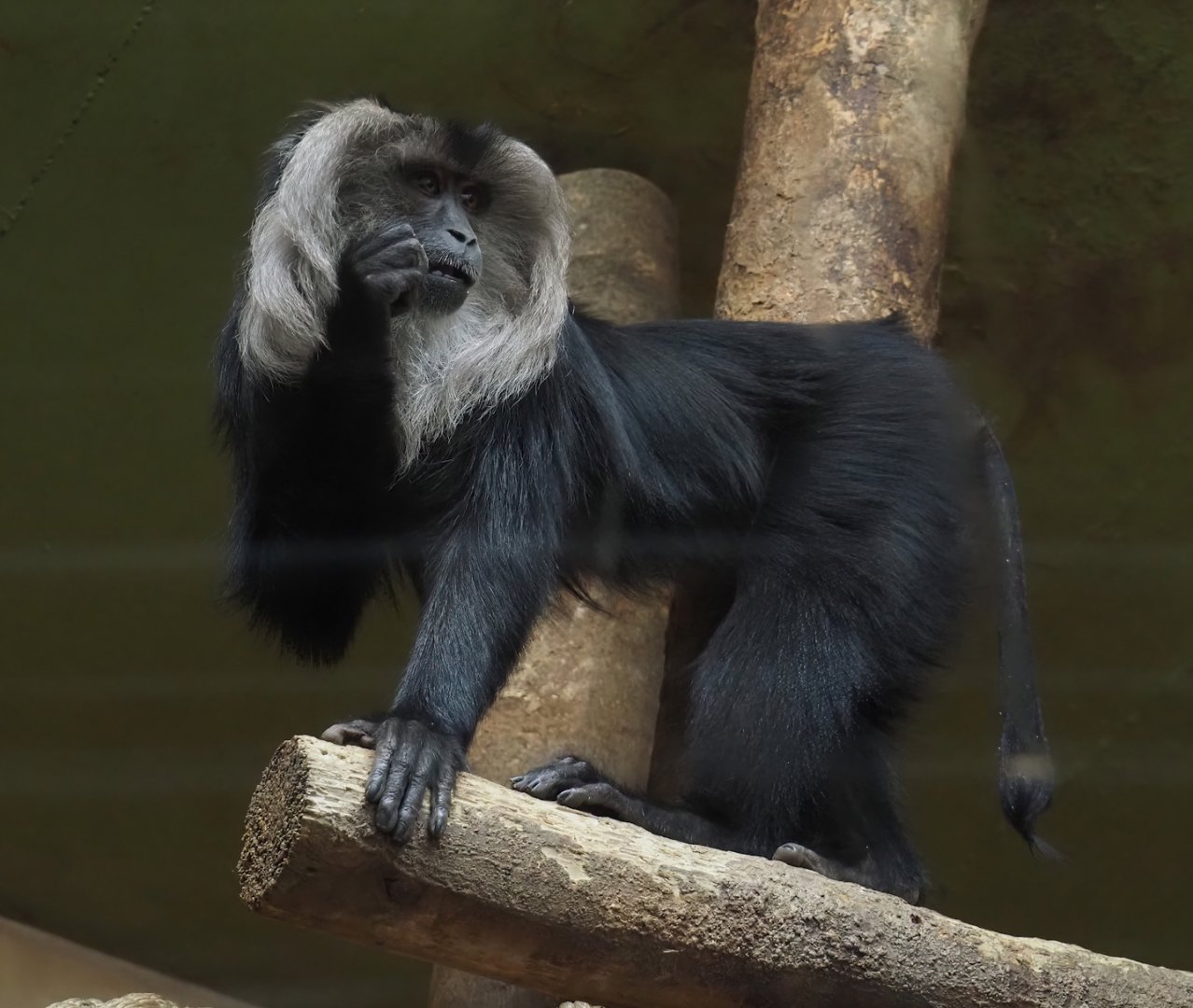 Lion-tailed macaque (Macaca silenus), 2025-05-22