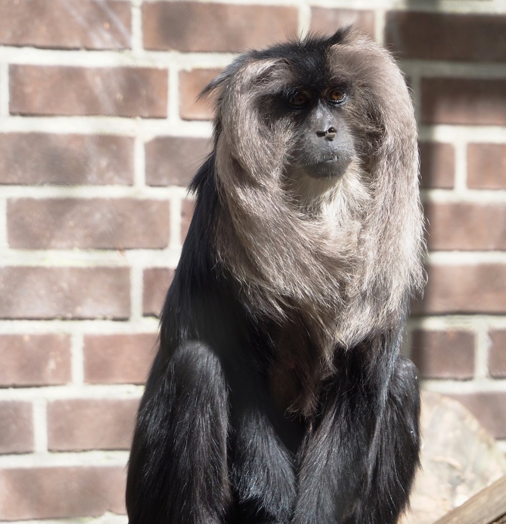 Lion-tailed macaque (Macaca silenus), 2025-05-22