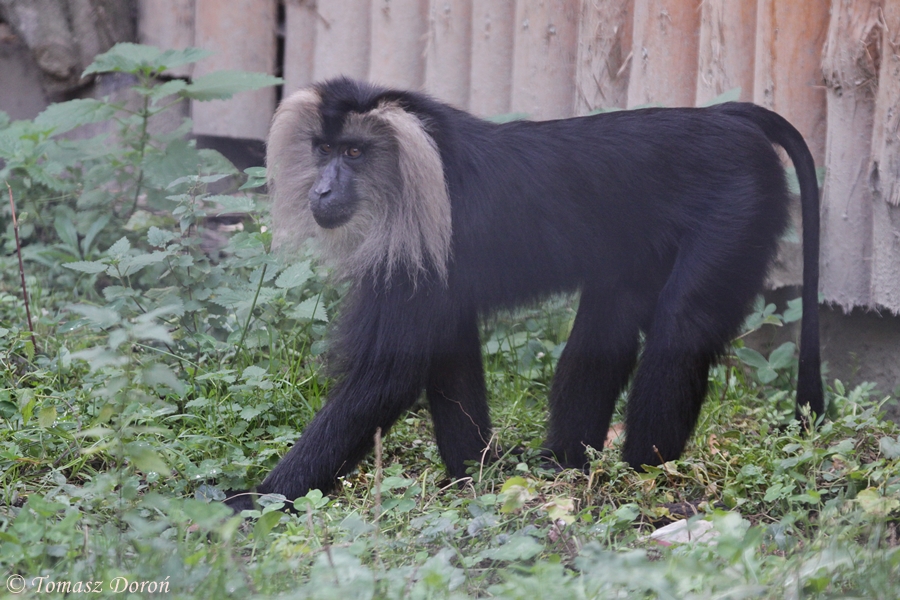 Lion-tailed Macaque (Macaca silenus) at Zamosc Zoo