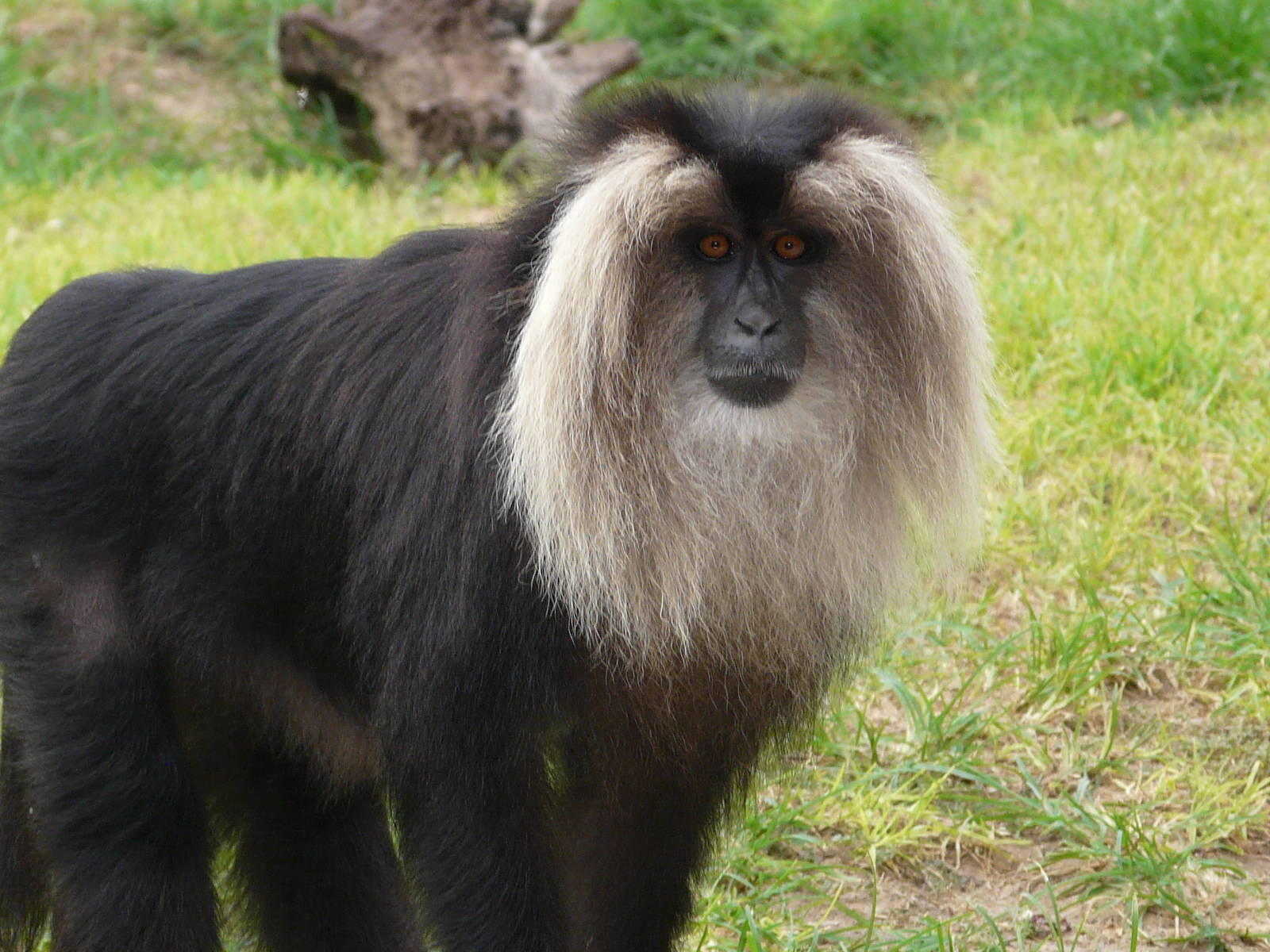 Lion-tailed macaque/ Macaca silenus