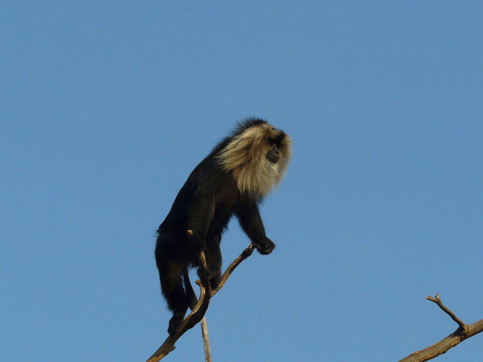 Lion-tailed macaque/ Macaca silenus