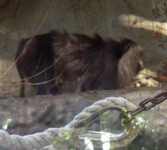 Lion-tailed macaque (Macaca silenus)