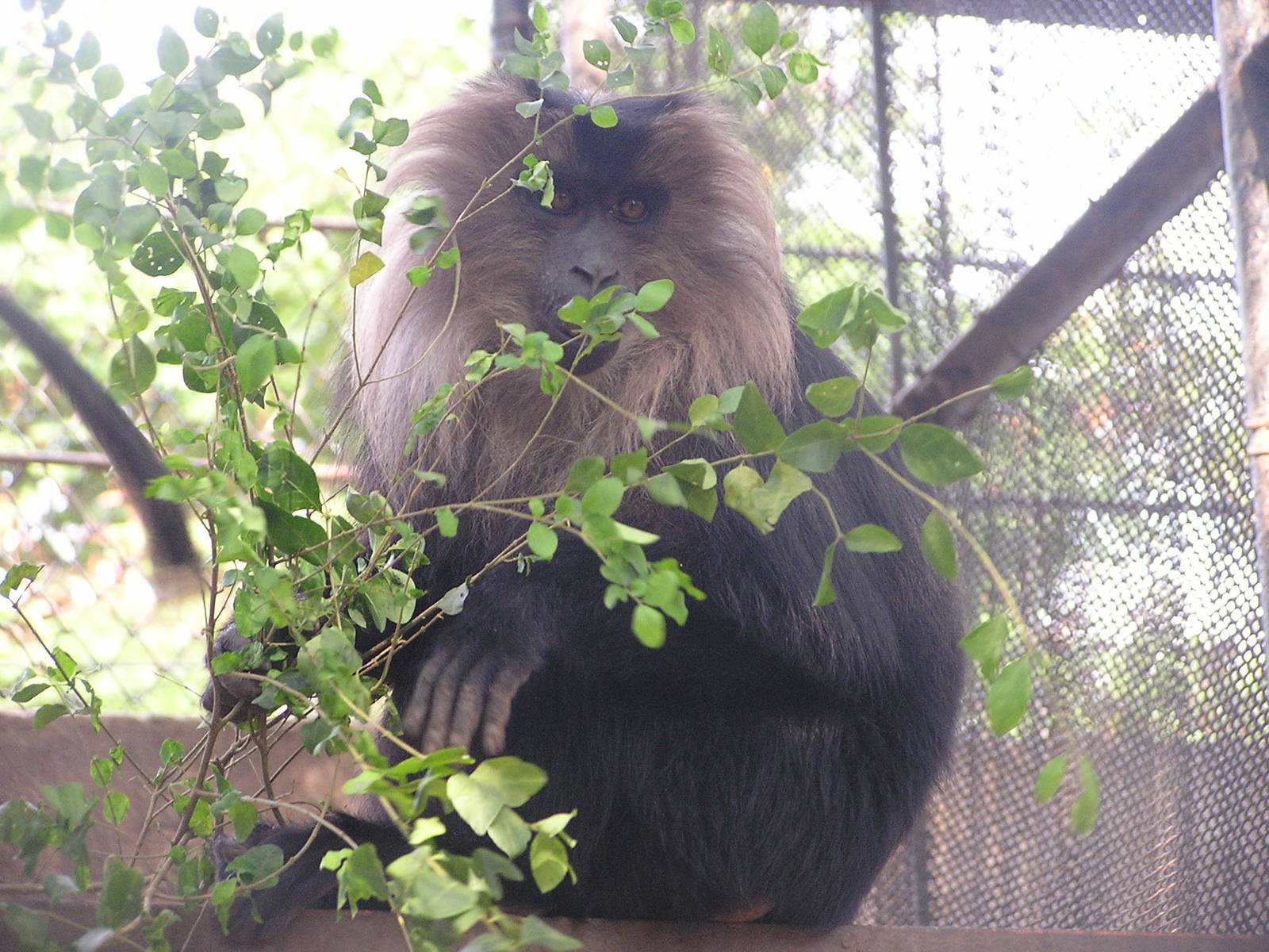 Lion-tailed macaque/ Macaca silenus