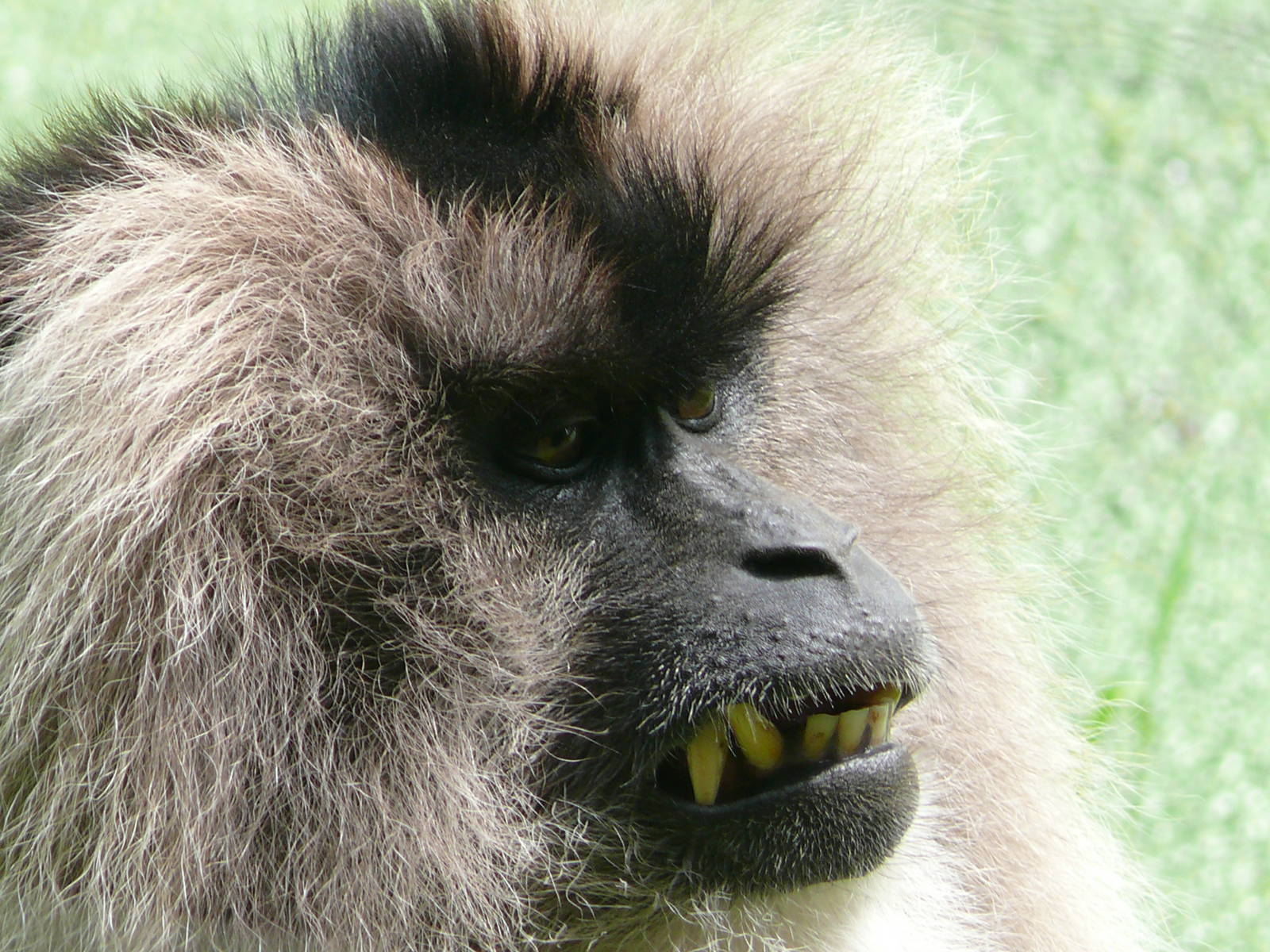 Lion-tailed macaque (Macaca silenus)