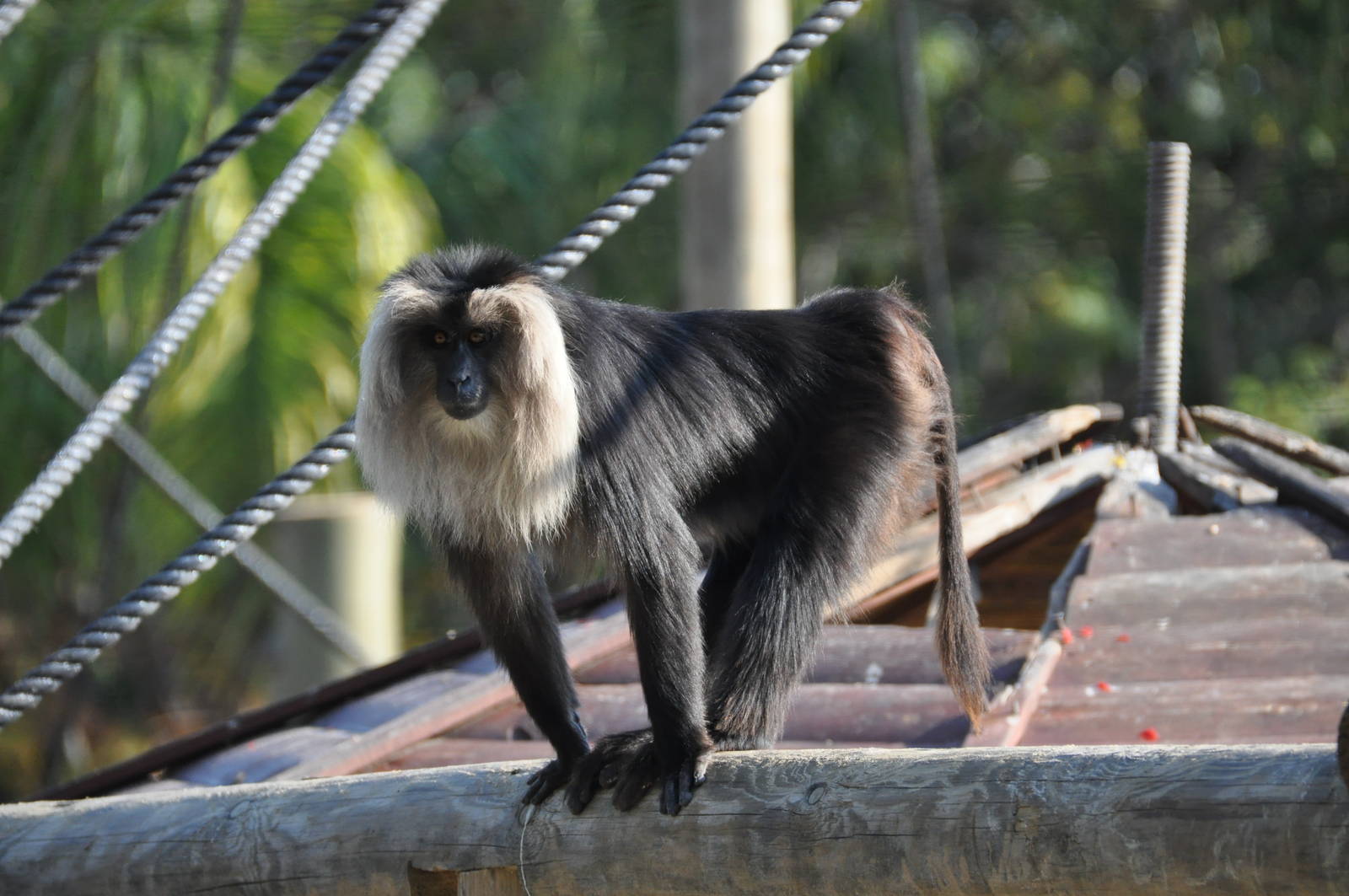 Lion-tailed macaque/ Macaca silenus