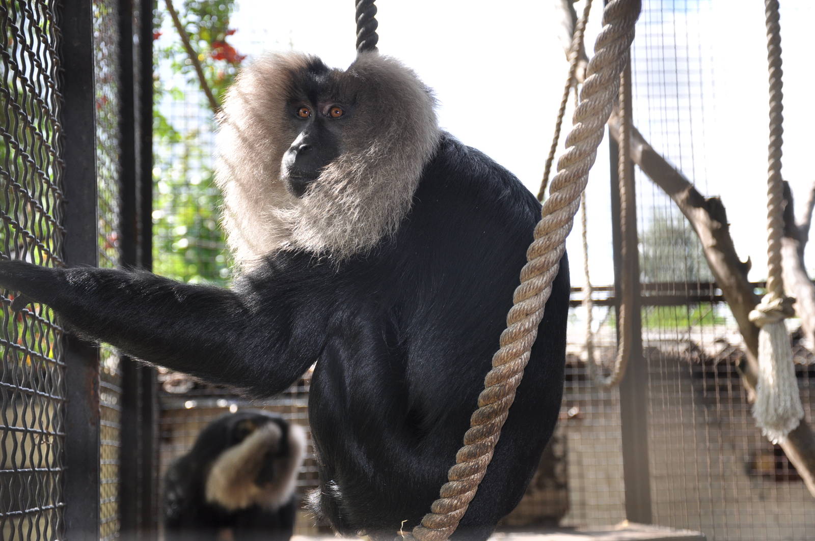 Lion-tailed macaque/ Macaca silenus