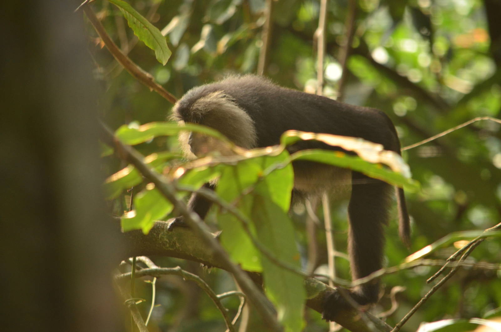 Lion tailed macaque (Macaca silenus)
