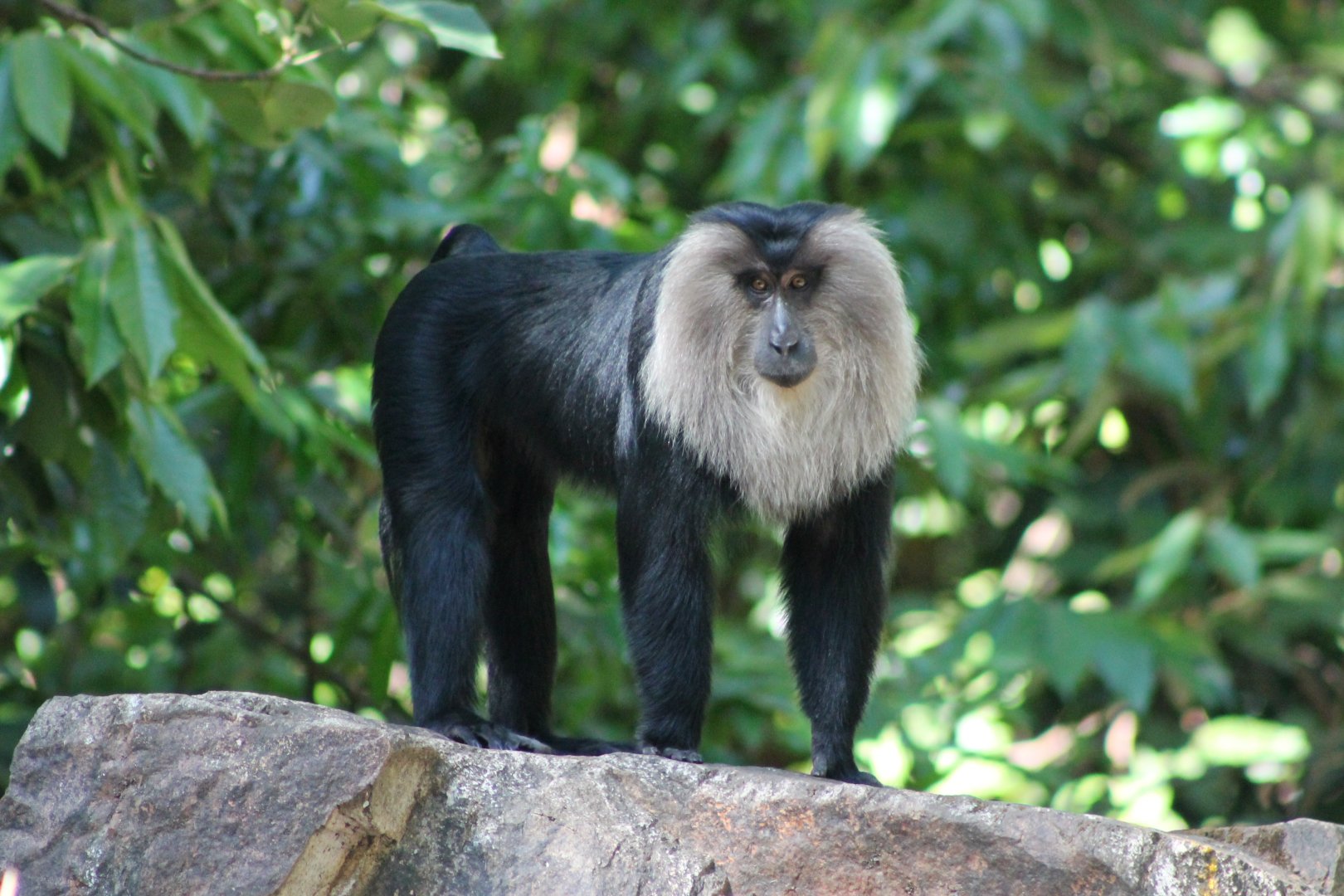 Lion-tailed Macaque (Macaca silenus)
