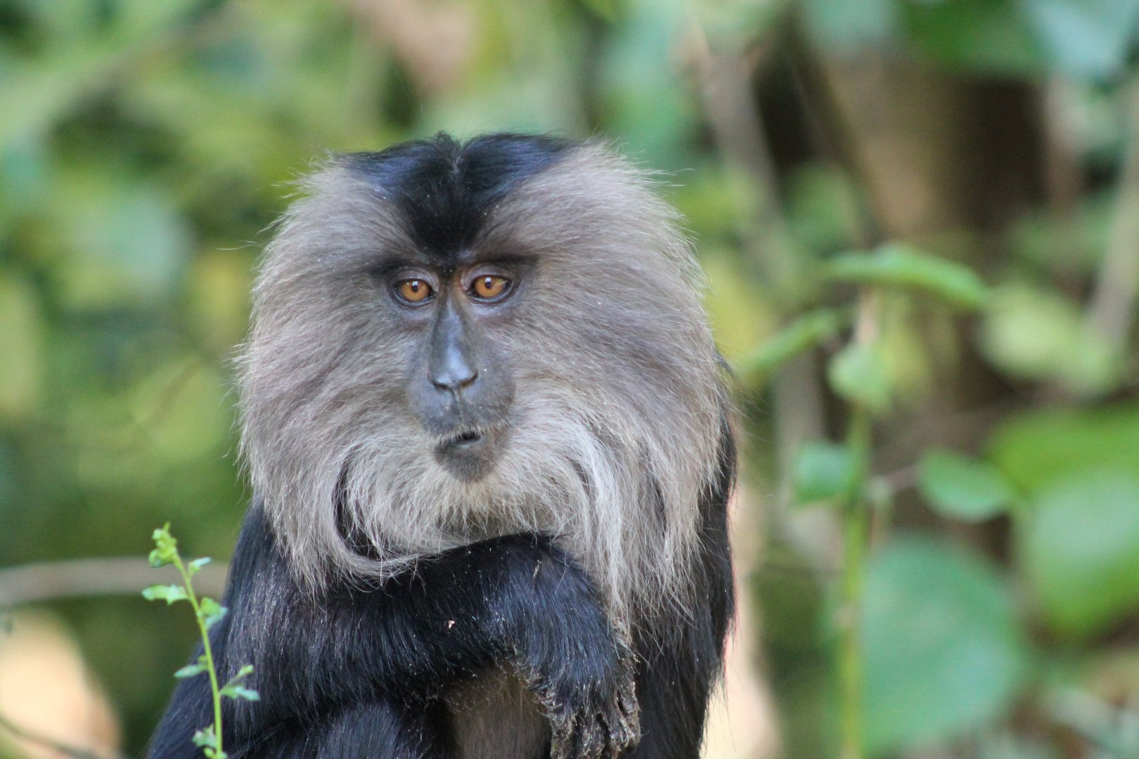 Lion-tailed Macaque (Macaca silenus)