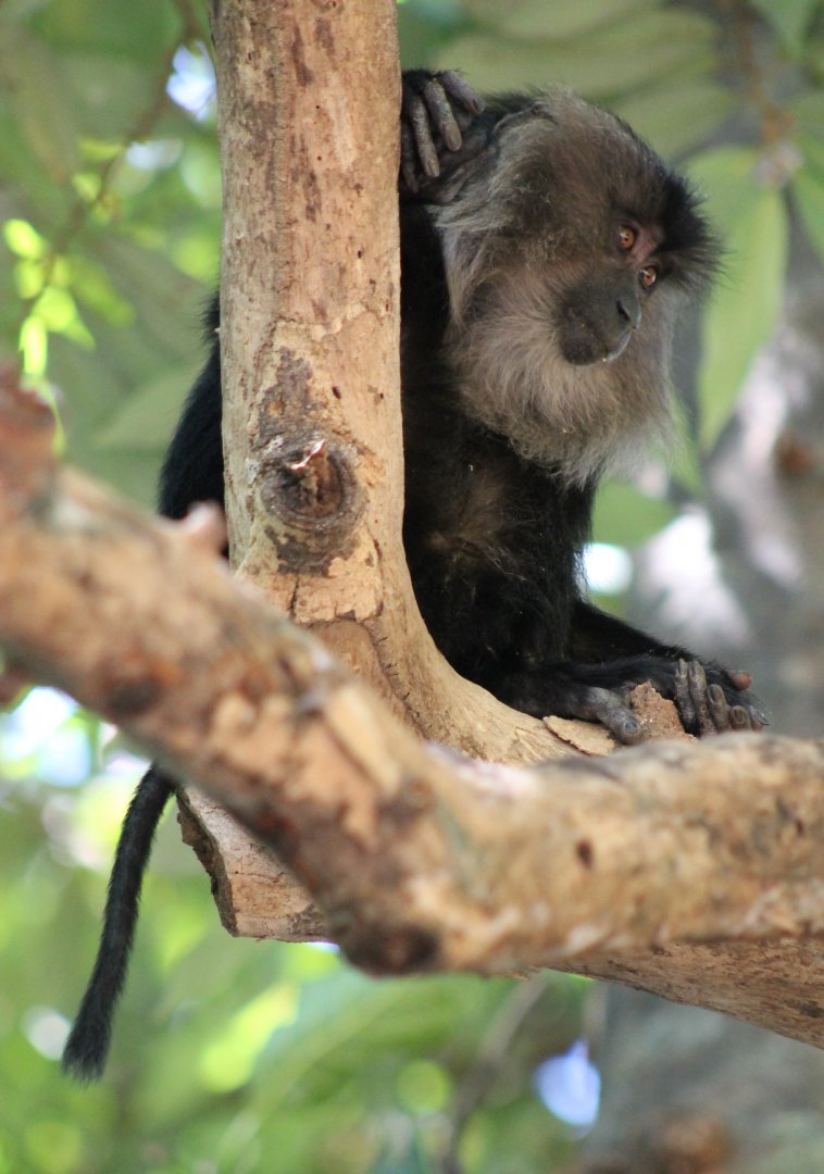 Lion-tailed Macaque (Macaca silenus)
