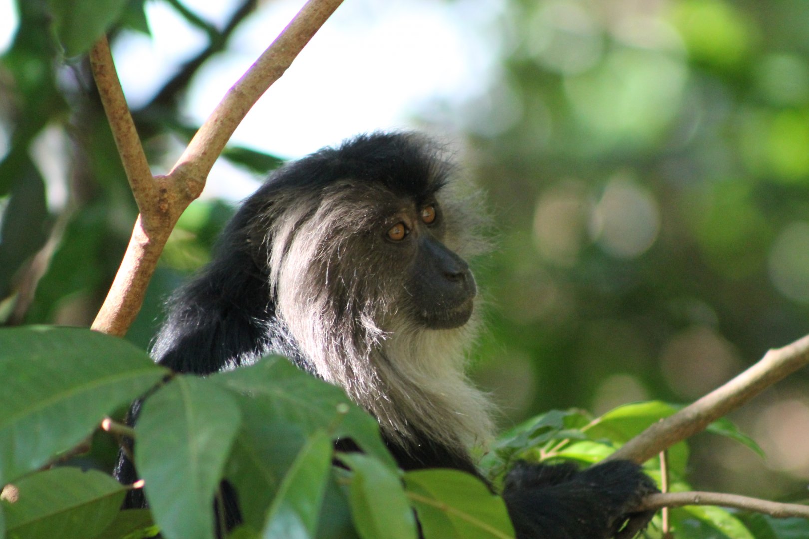 Lion-tailed Macaque (Macaca silenus)