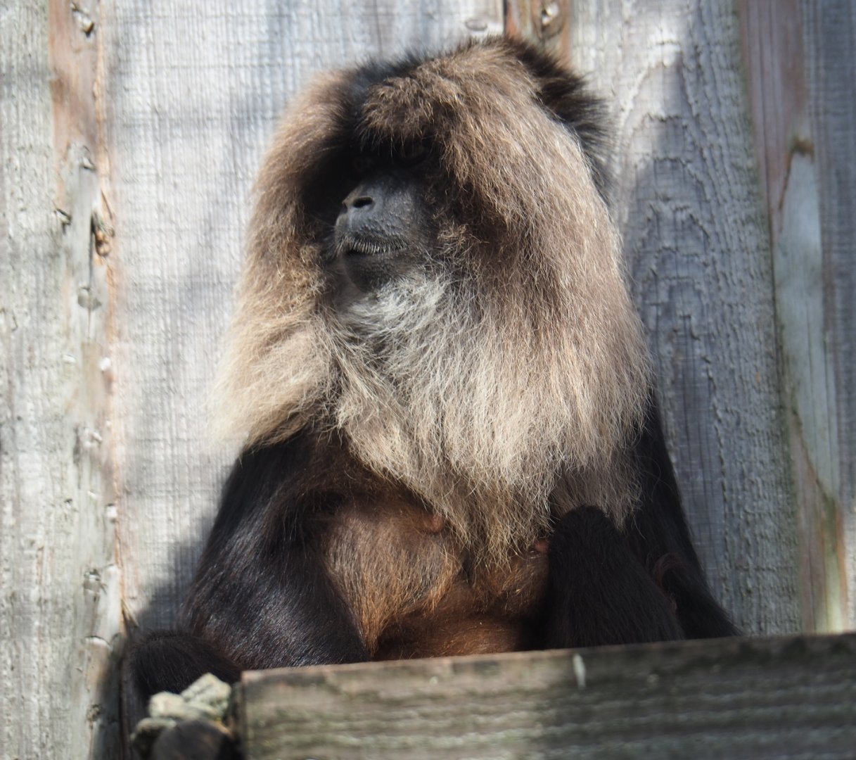Lion-tailed macaque (Macaca silenus)