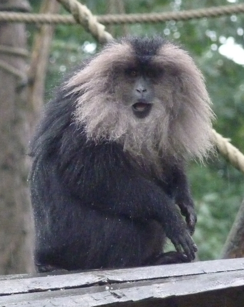 Lion-tailed macaque (Macaca silenus)