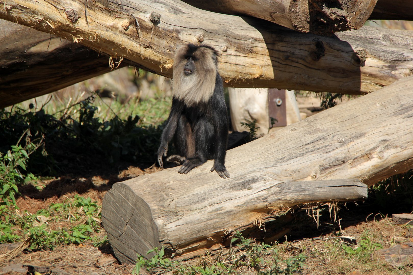 lion-tailed macaque (Macaca silenus)