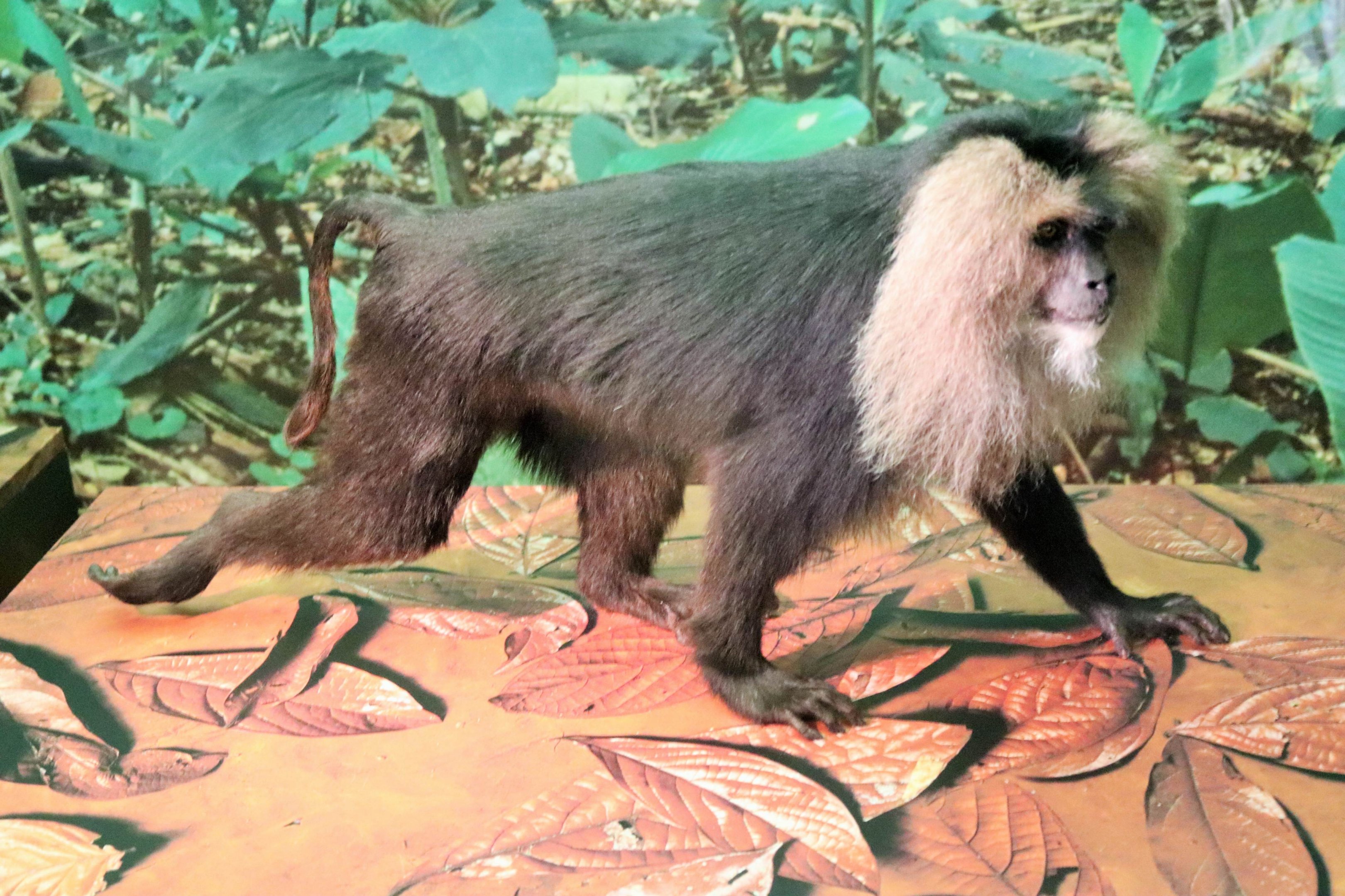 Lion-tailed Macaque (Macaca silenus)