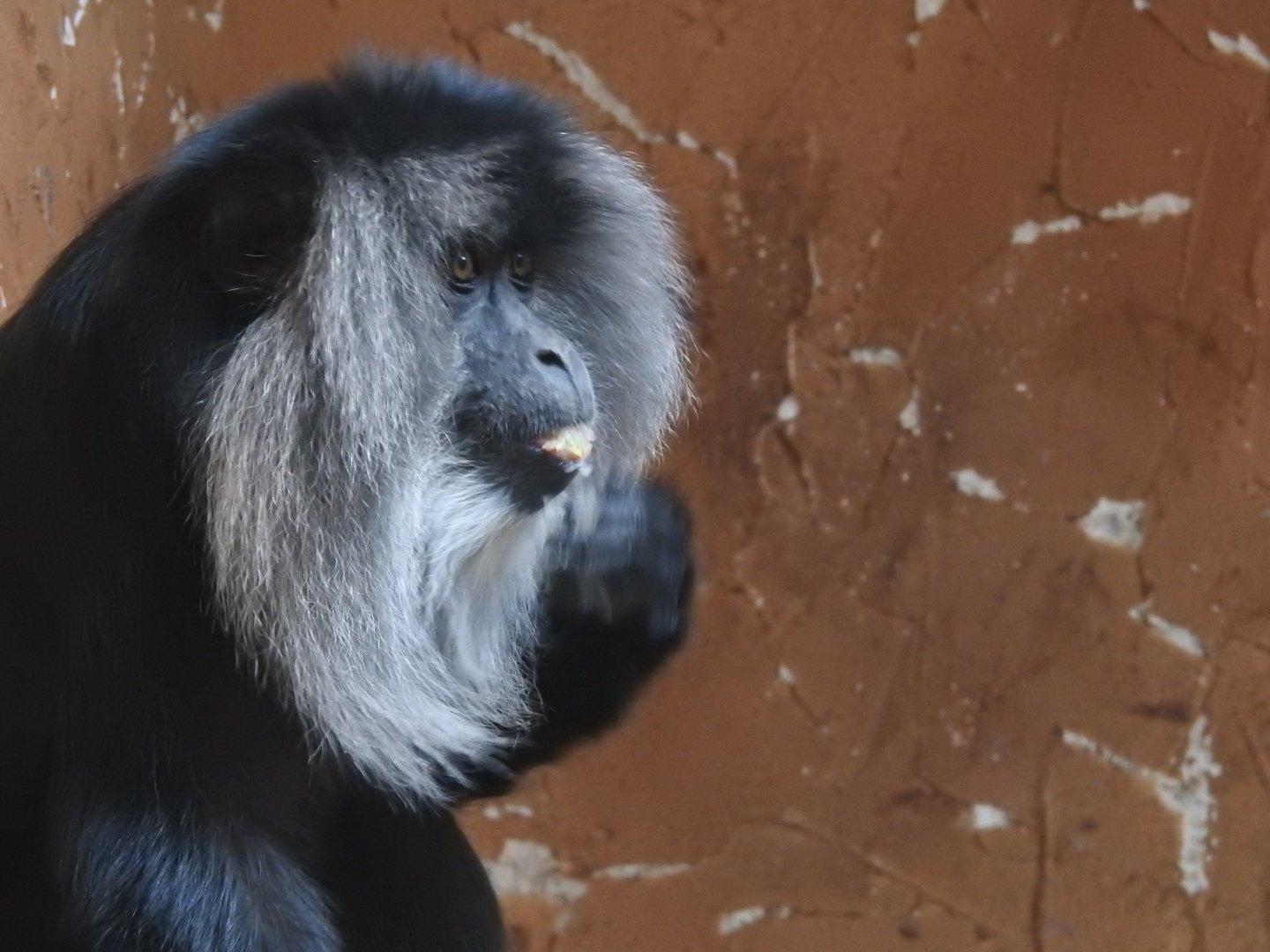 Lion-tailed macaque(Macaca silenus)