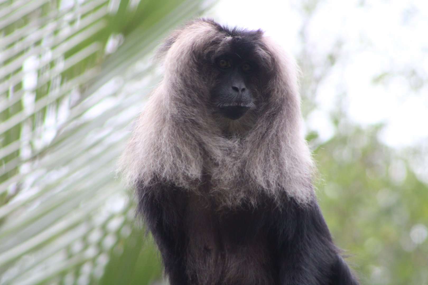 Lion-Tailed Macaque (Macaca silenus)