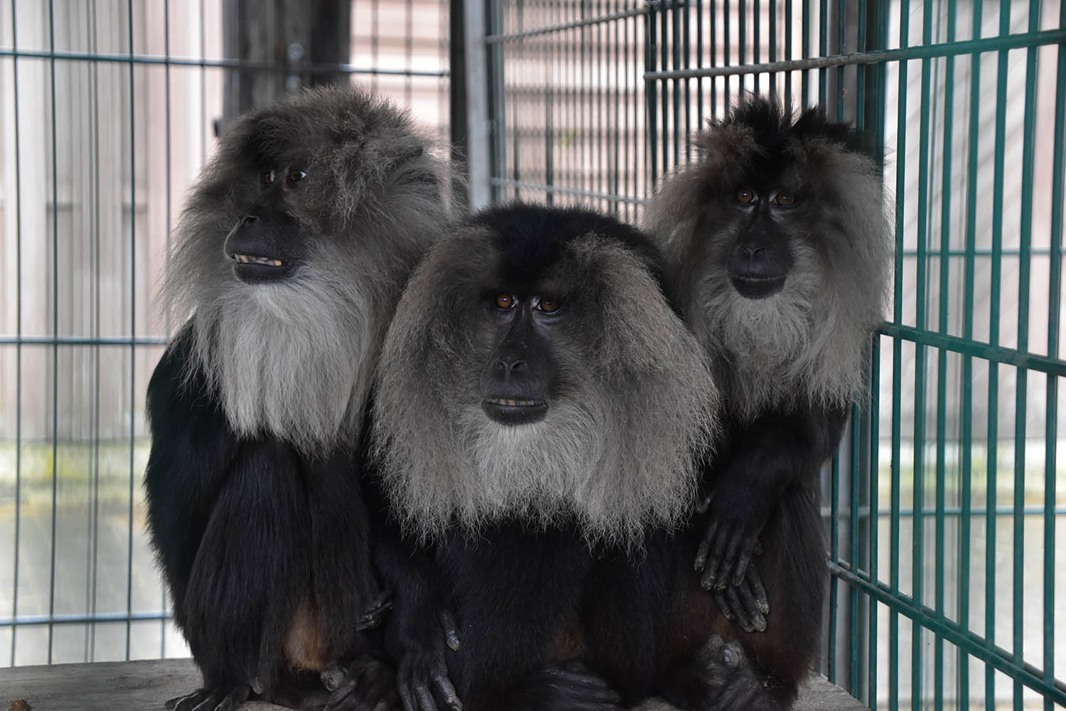 Lion-tailed macaque (Macaca silenus)
