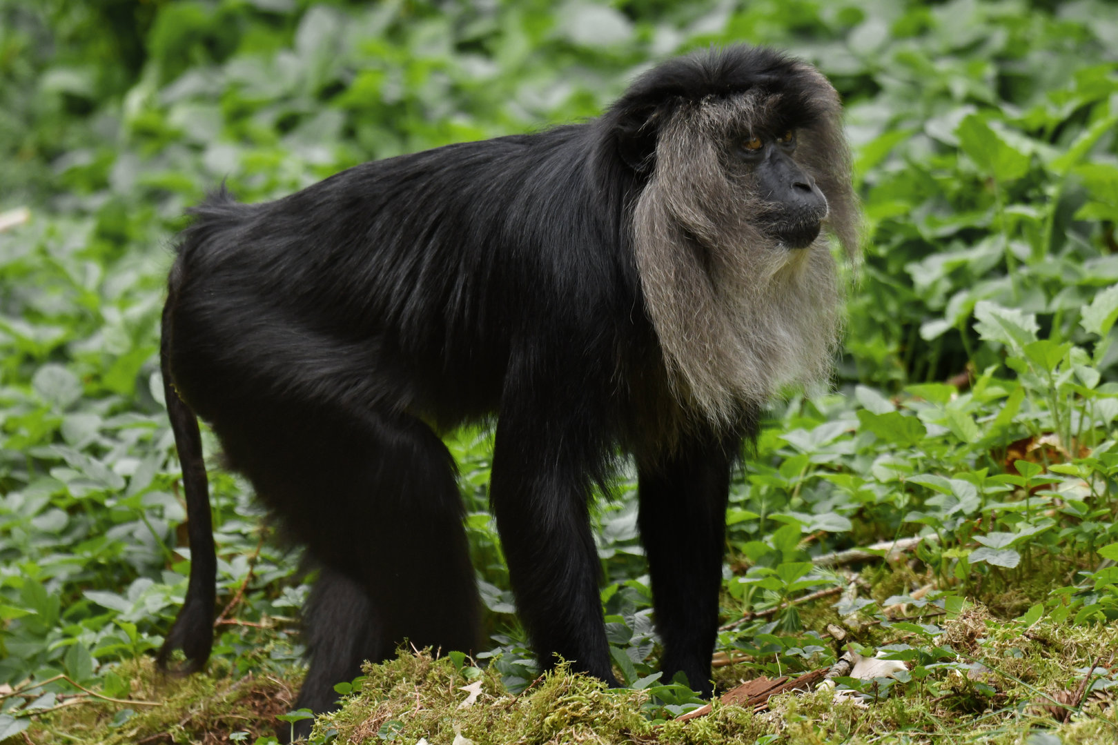 Lion-tailed macaque (Macaca silenus)