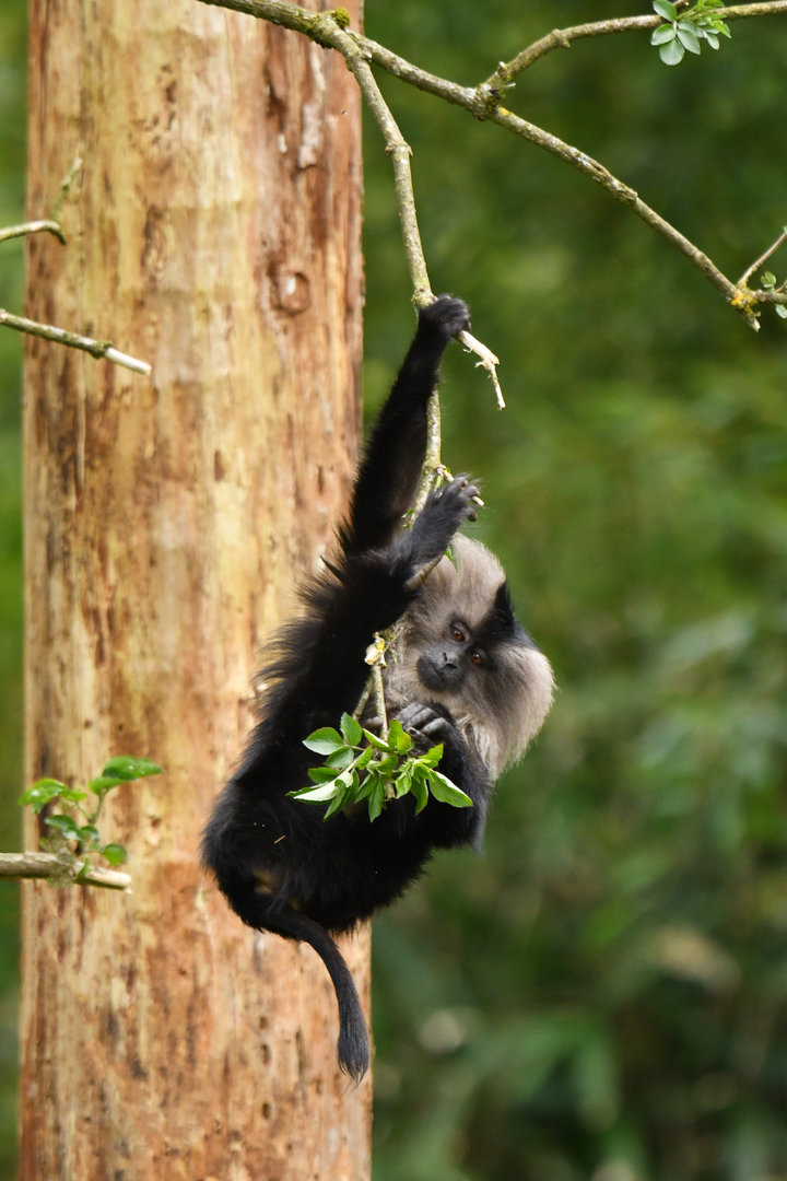 Lion-tailed macaque (Macaca silenus)