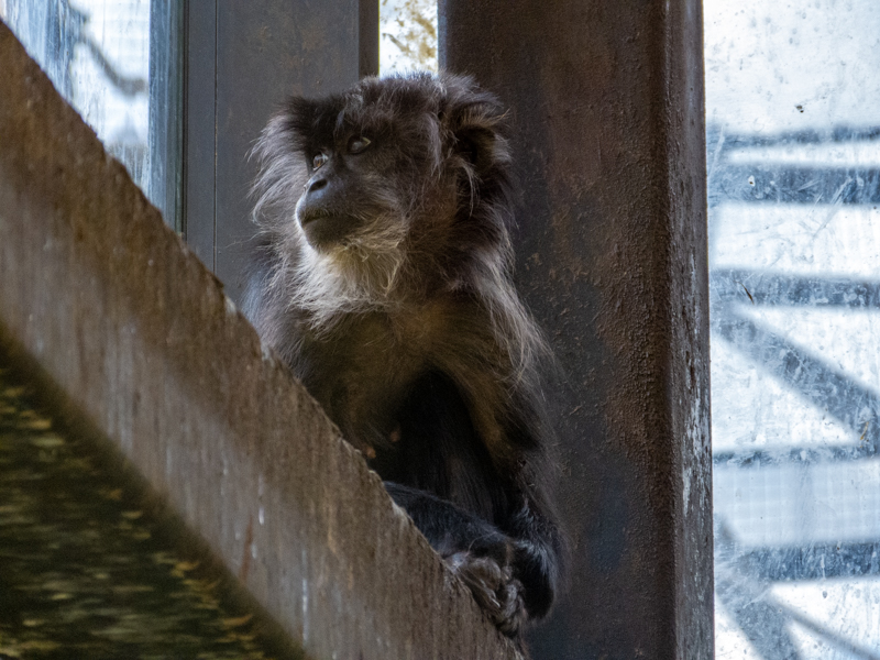 lion-tailed macaque (Macaca silenus)