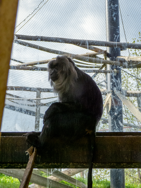 lion-tailed macaque (Macaca silenus)