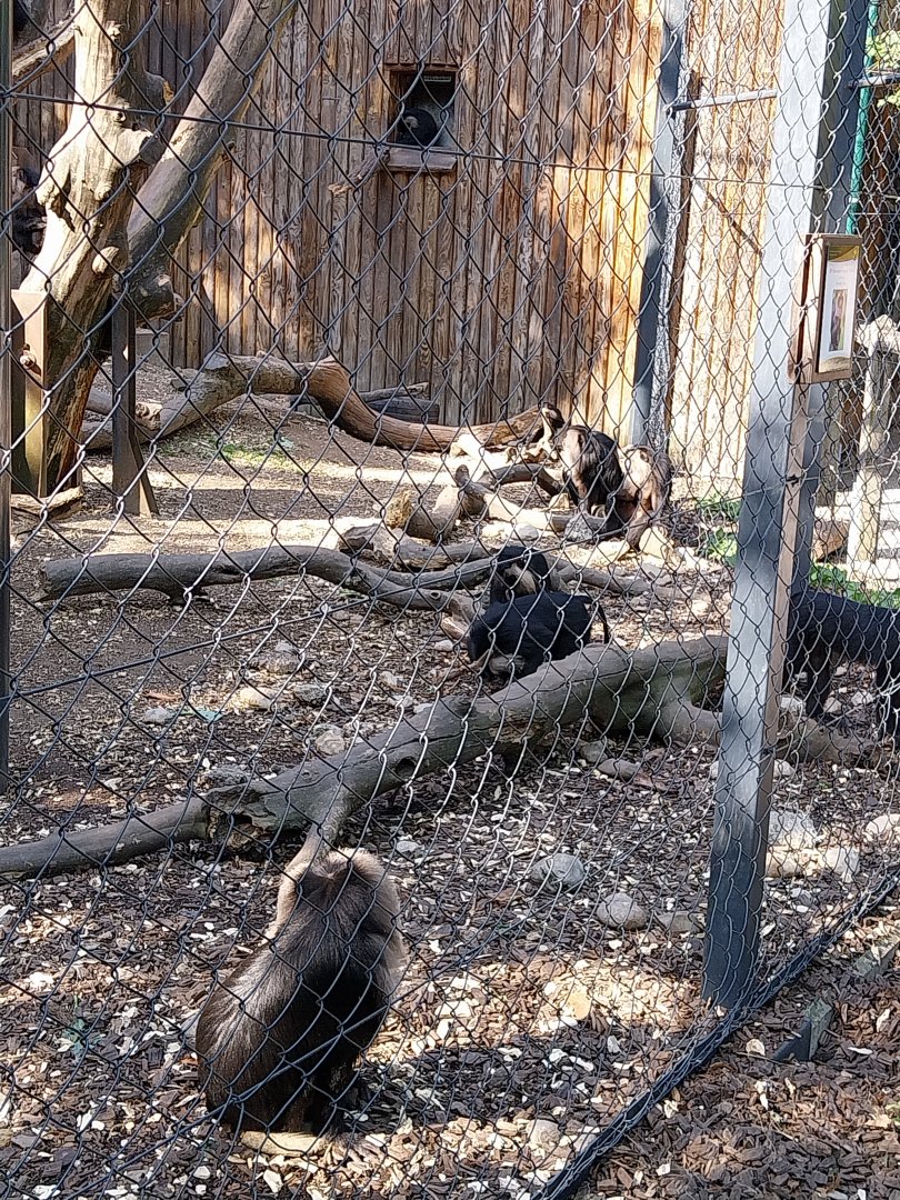 Lion-tailed macaque (Macaca silenus)