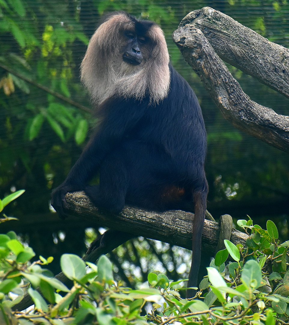 Lion-tailed Macaque (Macaca silenus)