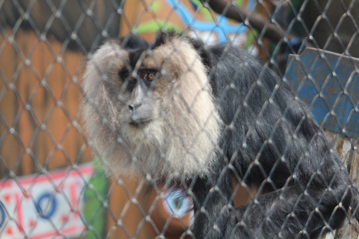 Lion-tailed macaque (Macaca silenus)