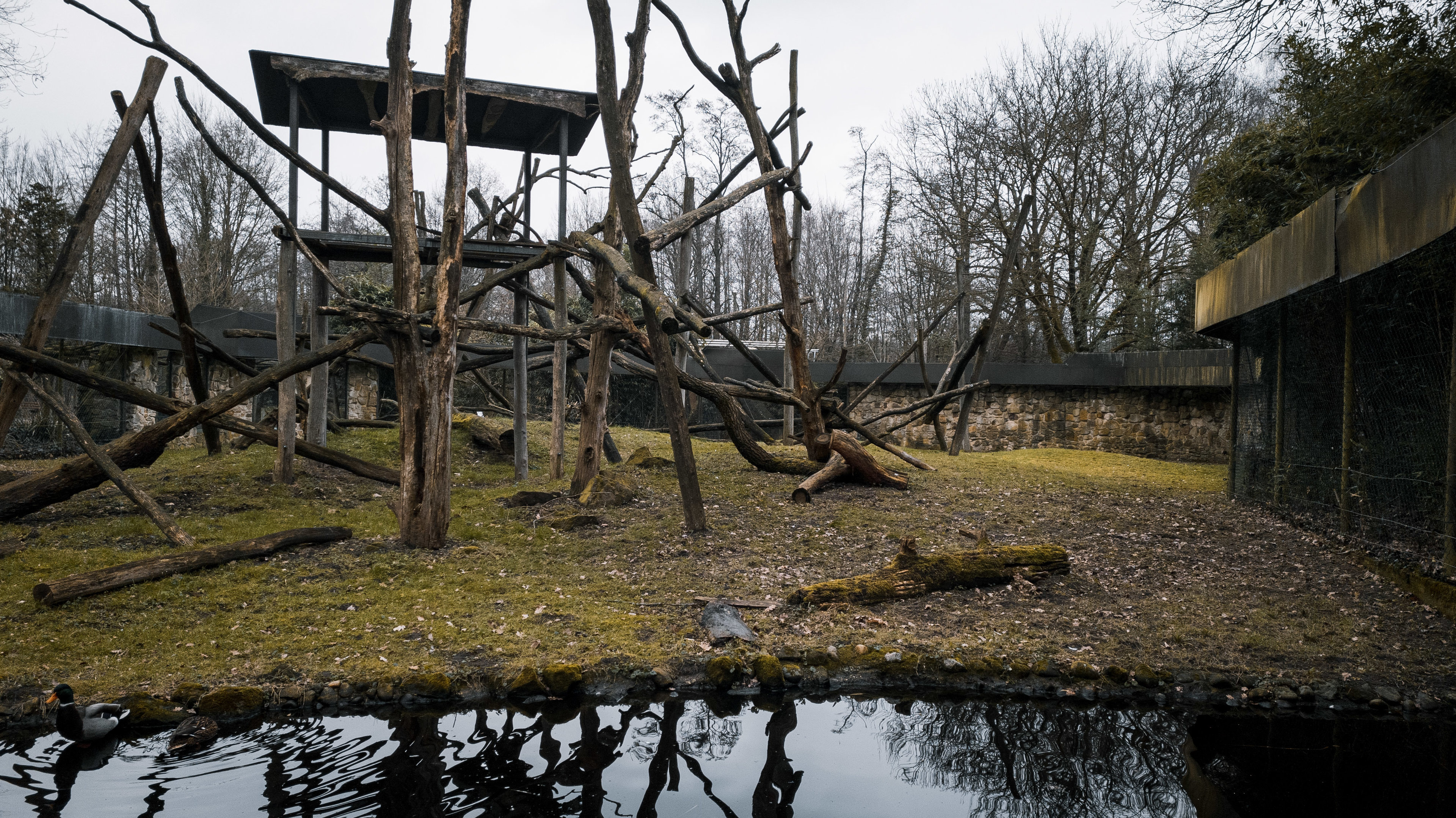 Lion-tailed Macaque main outdoor enclosure
