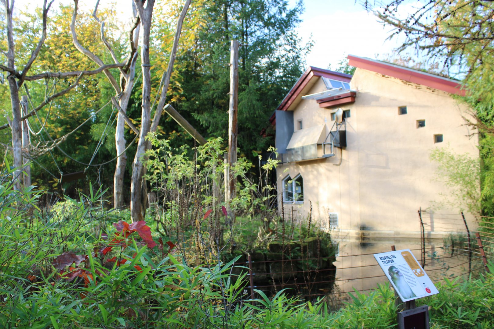 Lion-tailed macaque - Northern talapoin house