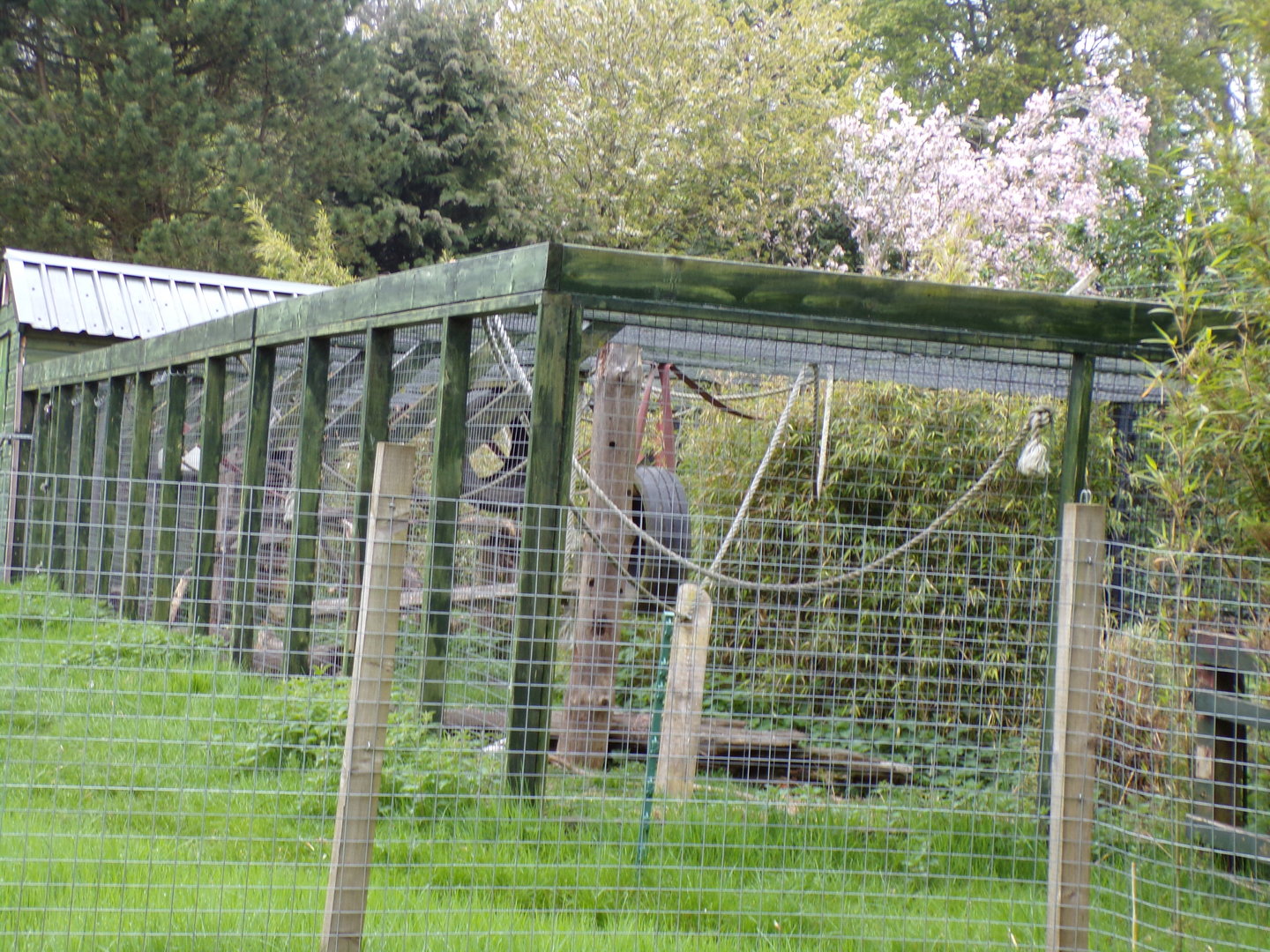 Lion-tailed macaque offshow cage 7.5.23