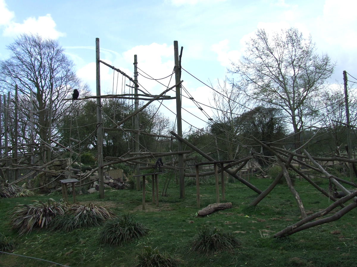 Lion-tailed Macaque open-topped enclosure