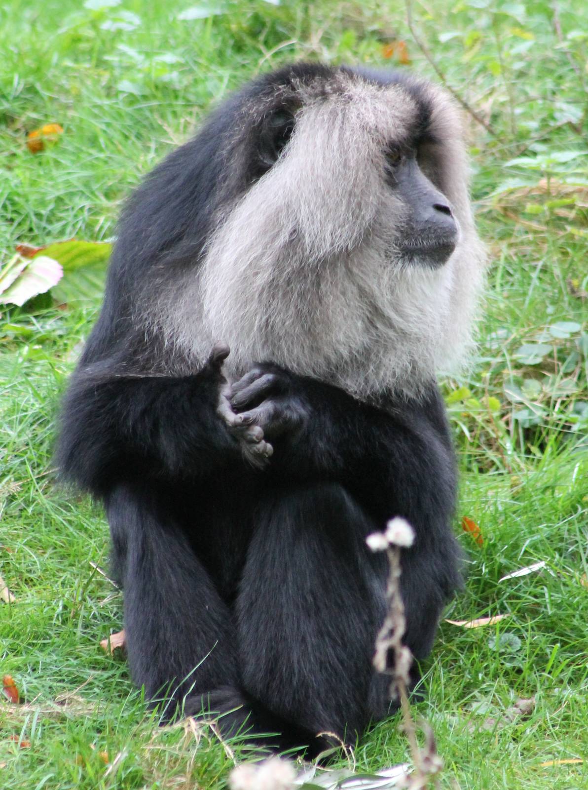 Lion-tailed macaque or Wanderoo