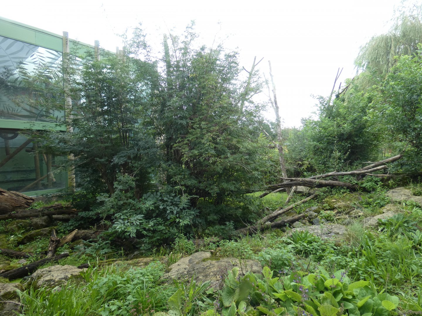 Lion-tailed Macaque outdoor enclosure