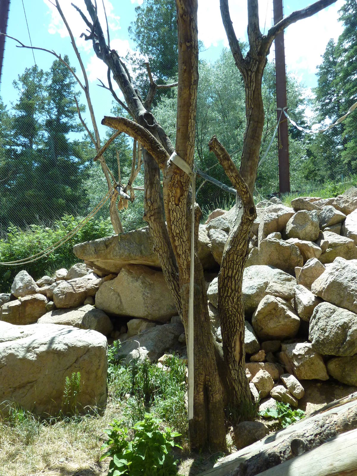 Lion-Tailed Macaque - Outdoor Exhibit