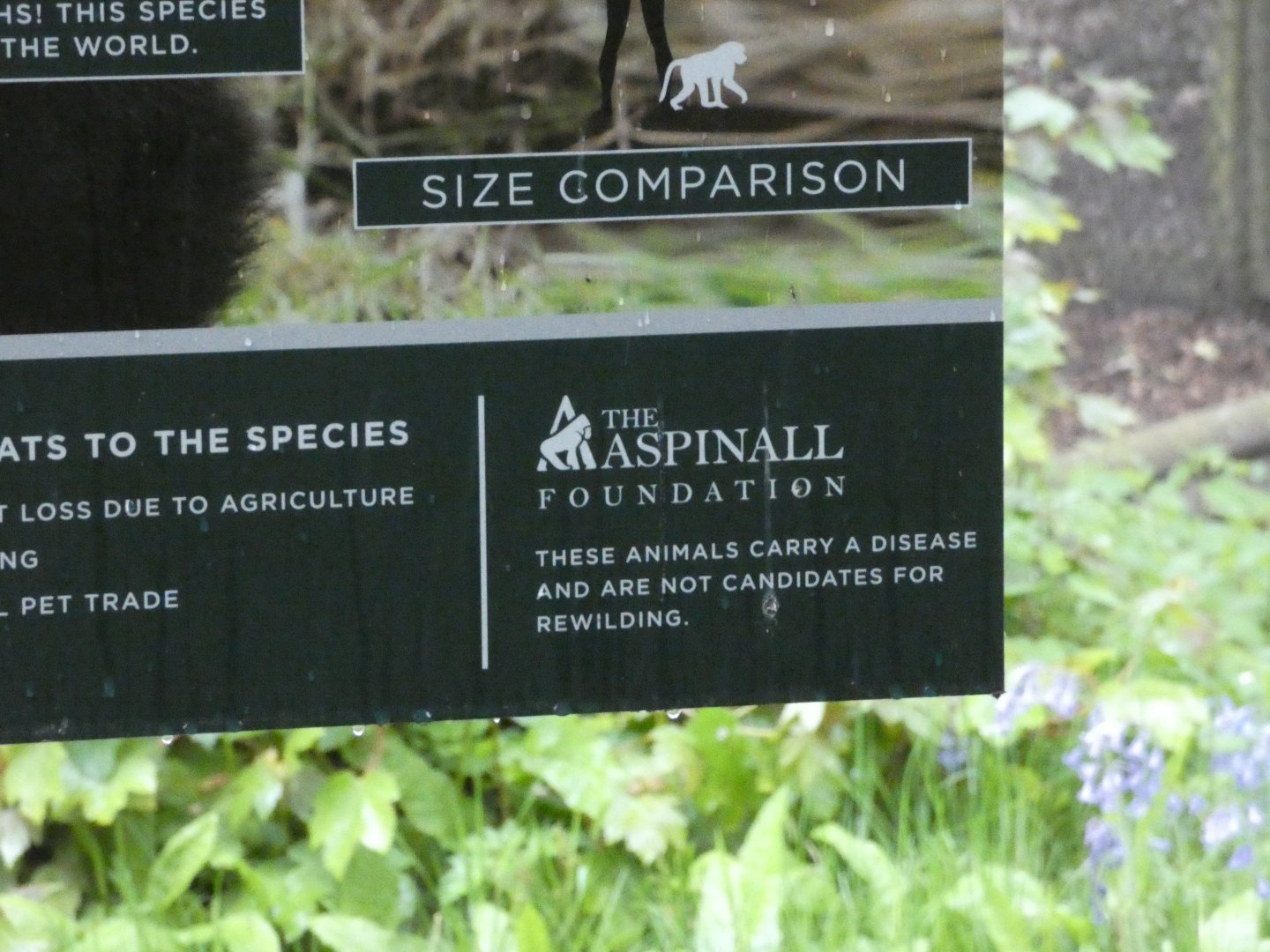 Lion-tailed macaque reintroduction status signage
