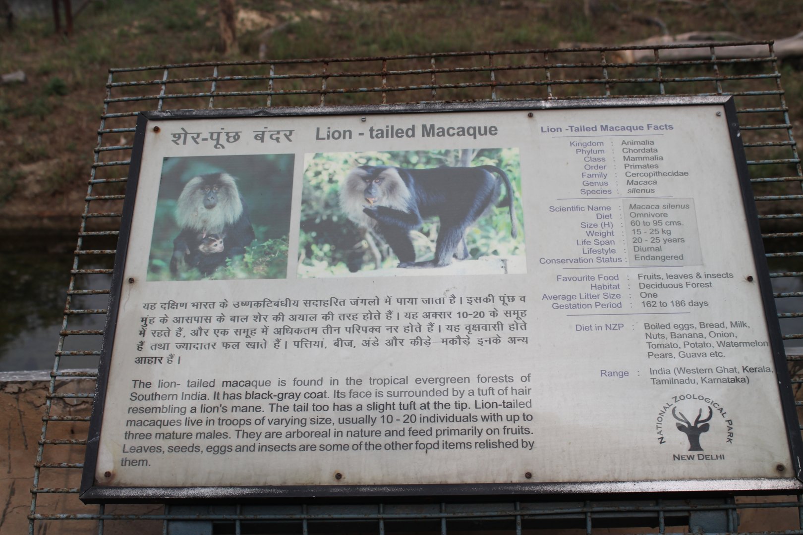 Lion-tailed Macaque signage