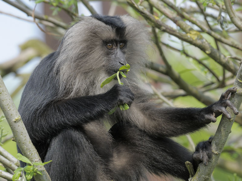 Lion-tailed macaque, subadult