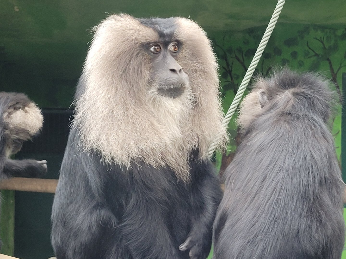 Lion-tailed macaque -Zoo de Santillana del Mar (2023)