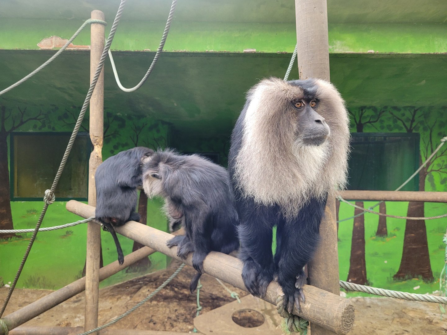 Lion-tailed macaque -Zoo de Santillana del Mar (2023)